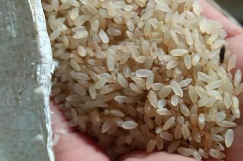 Đặc sản Yên Bái: Loại gạo ngậm sương, không dám phơi nắng