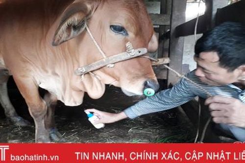 Huyện miền núi Hà Tĩnh quyết liệt bảo vệ gần 10 vạn con gia súc trước dịch bệnh