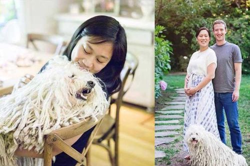 Điểm danh những chú cún cưng 'cute lạc lối' của những tỉ phú công nghệ