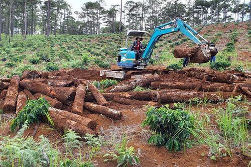 Chuyển mục đích sử dụng đất rừng trái quy định, một công ty bị phạt hơn 250 triệu đồng