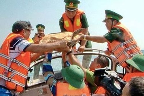 Trong nửa năm, giải cứu 515 cá thể động vật hoang dã