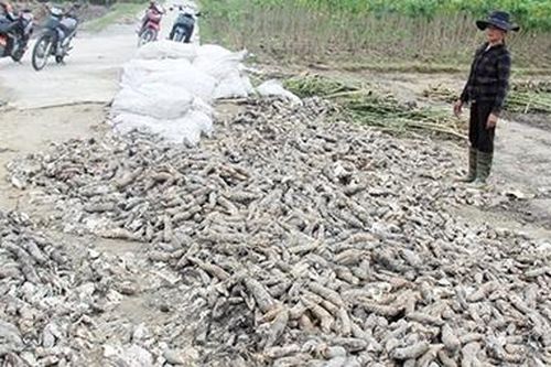 Sắn không bán được bị hư hỏng, người dân mang xuống ruộng đổ bỏ