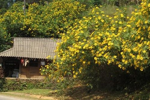 Về Phong Thổ
