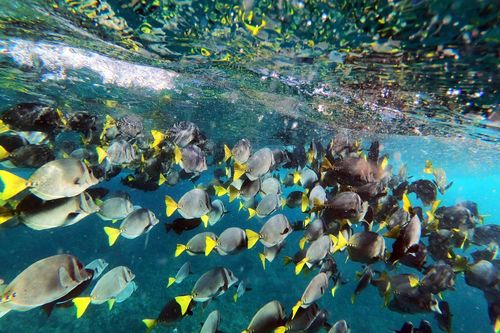 Tàu Trung Quốc và Covid-19 đe dọa 'đấu trường cá' Galapagos
