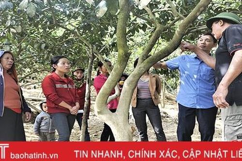 Hướng dẫn người dân Hương Khê cách 'cứu' bưởi Phúc Trạch sau lũ