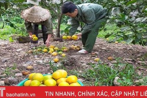 Nông dân Hà Tĩnh xót xa nhìn hàng trăm ha cam rụng quả vì mưa lũ