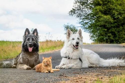 Được cứu sống sau khi bị tai nạn, chú mèo hòa nhập đàn chó lớn và quên luôn mình là mèo