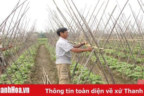 Thanh Hóa gieo trồng được hơn 33.700 ha cây trồng vụ đông