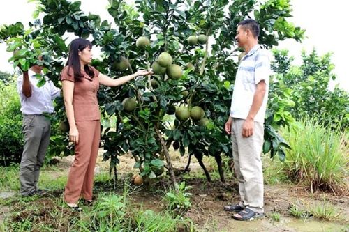 Điện Biên: Ứng dụng công nghệ cao vào phát triển nông nghiệp