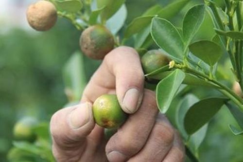 Hàng nghìn cây quất bị héo lá, rụng trái sau đợt mưa lũ