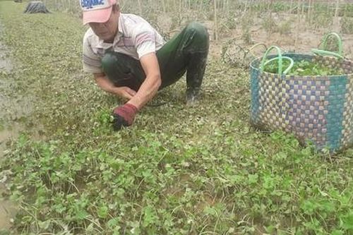 Điêu đứng vì mưa lũ ngập úng cả chục hec-ta rau má