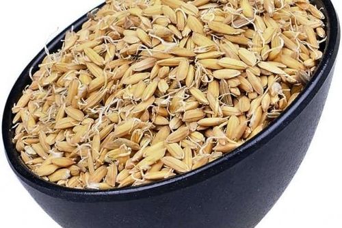 Cốc nha - vị thuốc kiện tỳ, dưỡng vị