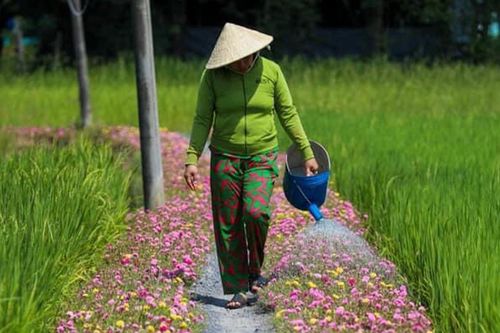 Biến đường rác thành đường hoa