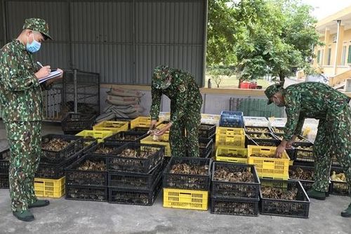 Tạm giữ phương tiện vận chuyển trái phép số lượng lớn gà, vịt giống qua biên giới