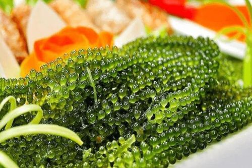 Rong biển: Cực tốt và cực độc, không phải ai ăn cũng... bổ