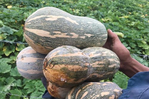 Sản xuất vụ Đông ở Đô Lương: Làm khó, thu nhập khá