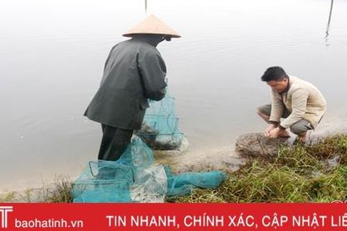 Lo tôm nhiễm bệnh sau mưa lũ ở thị xã Kỳ Anh
