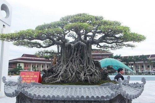 Cận cảnh cây sanh, đại gia trả 3 tỷ đồng chủ nhân không bán