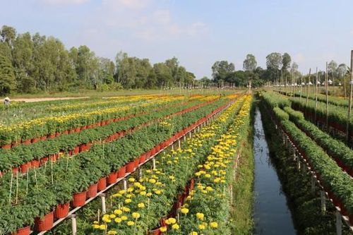Châu Thành đẩy mạnh tái cơ cấu nông nghiệp