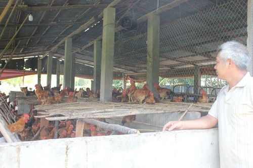 Gà ta và vịt đứng trước khủng hoảng thừa