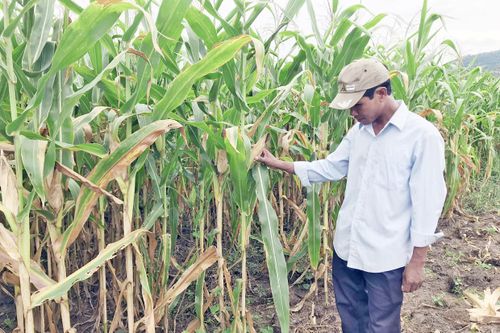 Chư Pưh: Trồng bắp sinh khối mang lại hiệu quả cao