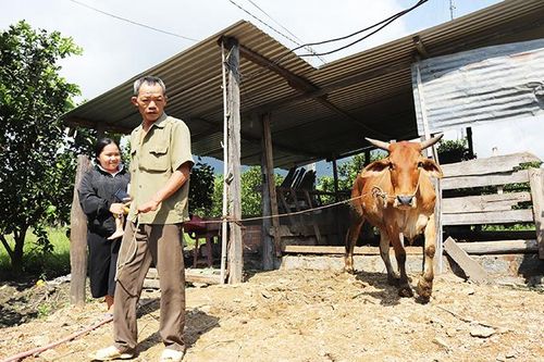 Khánh Vĩnh: Kiểm soát bệnh lở mồm long móng ở trâu, bò