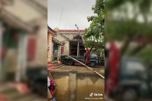 Clip: Dùng xe cẩu đưa trâu từ mái nhà xuống sân sau khi lũ rút tại Quảng Bình