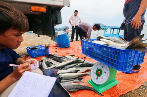 Ngư dân Khánh Hòa bán cả lồng cá để chạy bão số 9