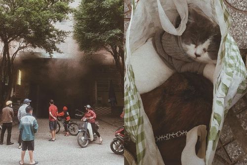 Cháy chung cư, chàng trai chỉ mang theo 4 chú mèo bỏ chạy