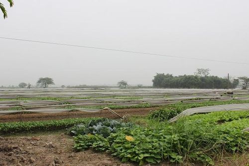 100% đất dồn điền đổi thửa tại huyện Đông Anh được cấp giấy chứng nhận