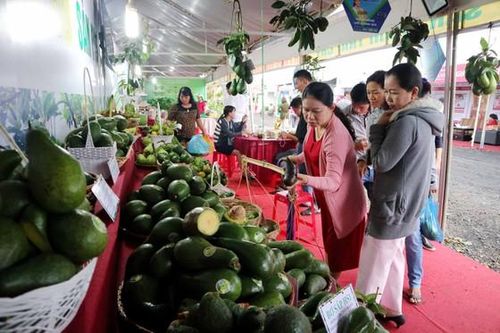 Trái bơ sẽ dư thừa do tăng diện tích trồng rất nhanh