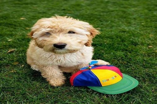 Những chú cún cưng 'cute lạc lối' của những tỉ phú công nghệ