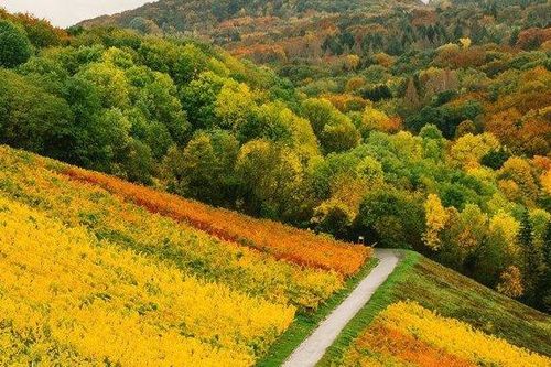 Đắm mình trong cảnh đẹp mùa Thu ngập sắc vàng ở châu Âu