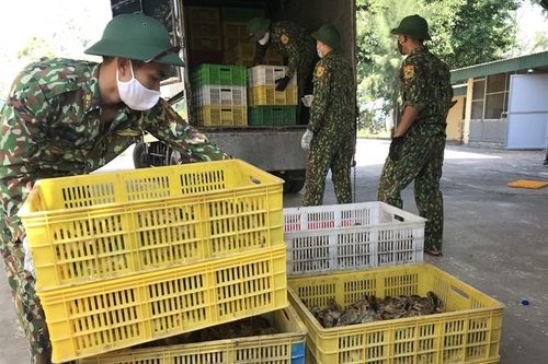 Bắt giữ phương tiện vận chuyển 12 nghìn con gà giống không rõ nguồn gốc