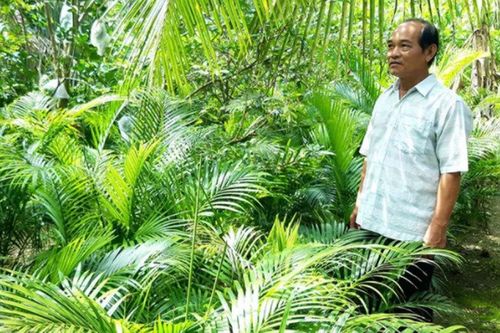 Bến Tre: Lạ, trồng cau không bán trái, chỉ bán lá, một ông nông dân giàu lên thấy rõ