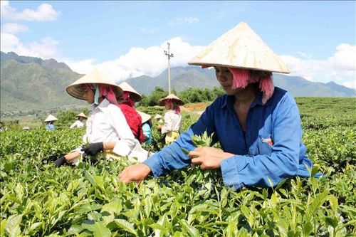 Hoàn thiện Tờ trình đề xuất chủ trương đầu tư Chương trình mục tiêu quốc gia Giảm nghèo