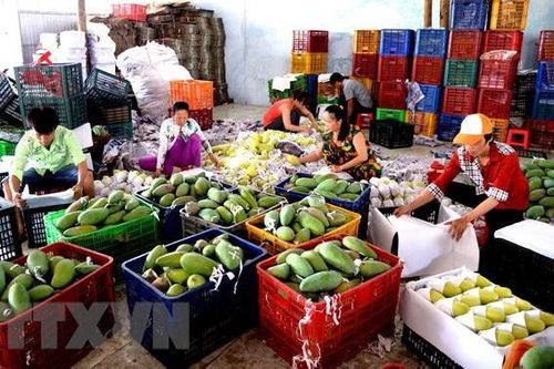 Đa dạng hóa thị trường để xuất khẩu tăng trưởng bền vững