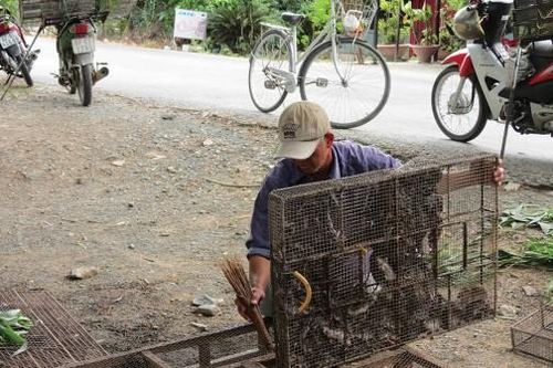 Độc đáo những khu 'chợ' chuột