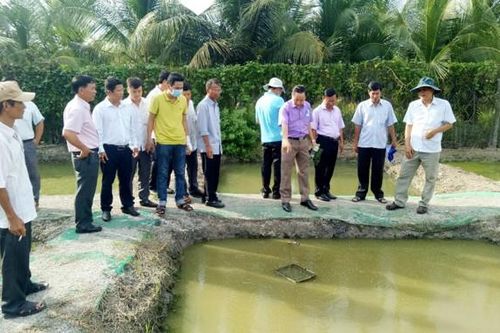 Tổ hội nghề nghiệp sản xuất cá lóc giống Mỹ Quí sản xuất theo tiêu chuẩn GLOBAL G.A.P.