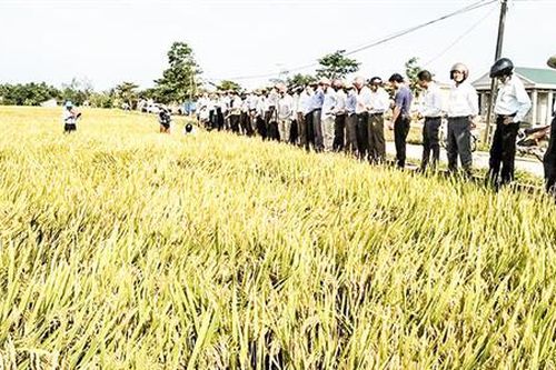 Triệu Phong đẩy mạnh ứng dụng công nghệ sinh học vào sản xuất