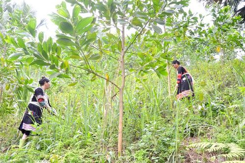 Thực hiện hiệu quả chính sách dân tộc