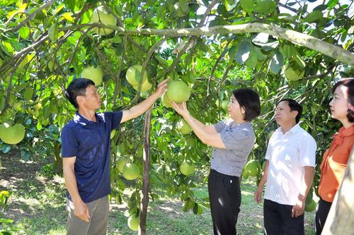 Xây dựng chi hội, tổ hội nông dân nghề nghiệp
