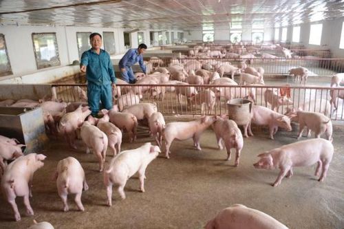 Những nông dân tỷ phú ở Đông Thọ