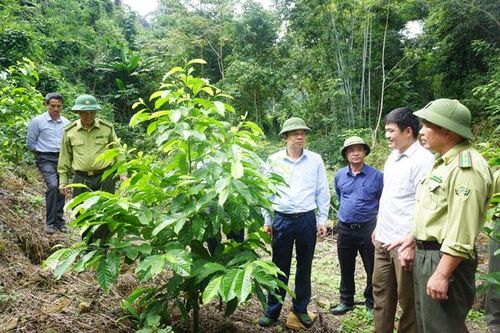 Kiểm tra tiến độ thực hiện dự án và công tác trồng rừng