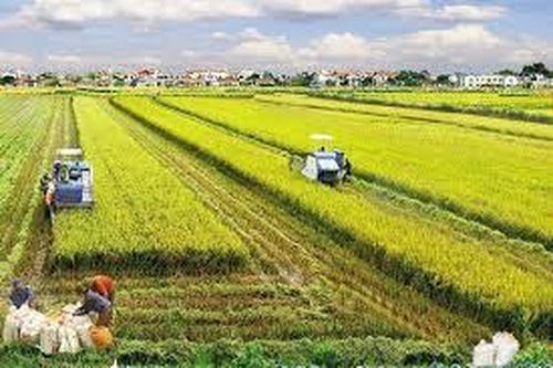 Một số ý kiến nhằm hoàn thiện các quy định về thừa kế quyền sử dụng đất nông nghiệp ở nước ta hiện nay