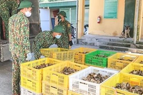 Hàng vạn con gia cầm giống nhập lậu bằng đường biển
