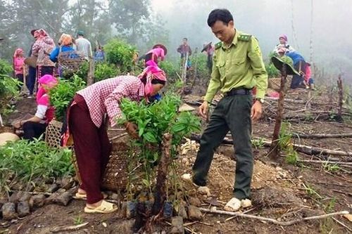 Sinh kế từ rừng