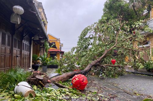 Ý nghĩa đằng sau tên bão Molave