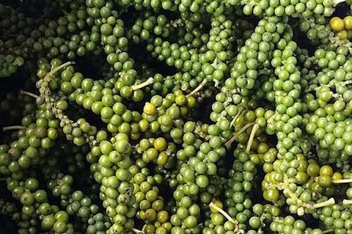 Giá tiêu hôm nay 28/10: Biến động ở Đồng Nai, dự báo giá tiêu xuất khẩu tháng 11/2020 tăng