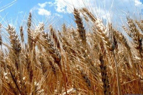 Ukraine xuất khẩu hơn 10 triệu tấn lúa mì, giảm so với cùng kỳ năm ngoái